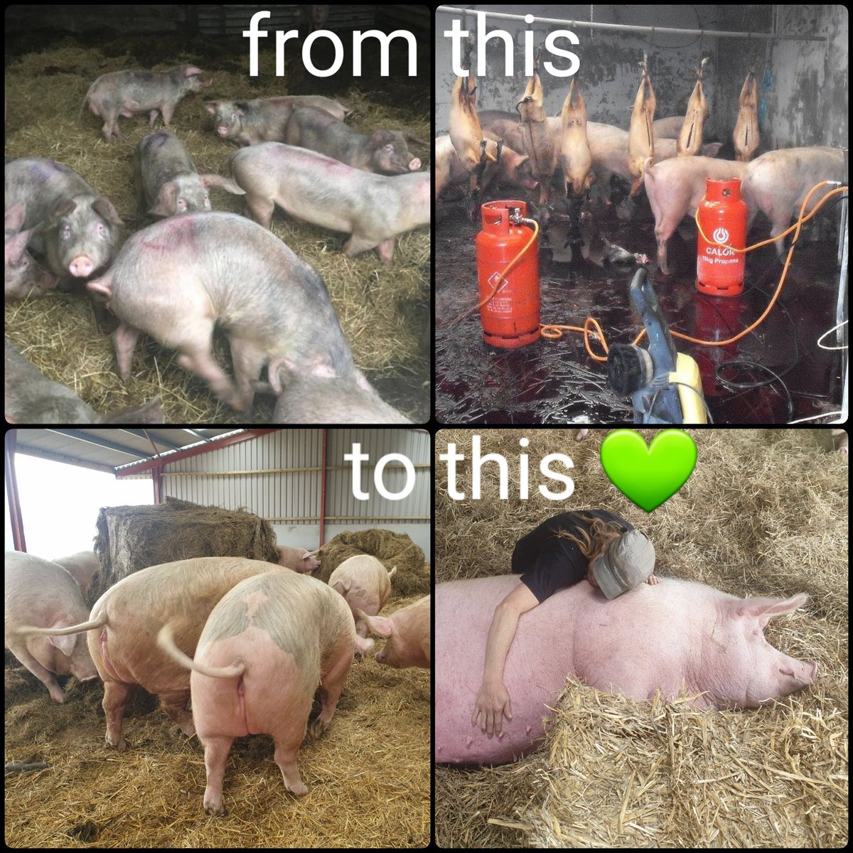 #LetsLearn to #BeKind Sasha @BTWsanctuary has given 99 pigs a lot more than hope. She has given them a lives, very happy lives. After she rescued them from death. She gives them everything, and us #Pigoneers give her £2.50 a month to help care for them. Please join us 💚