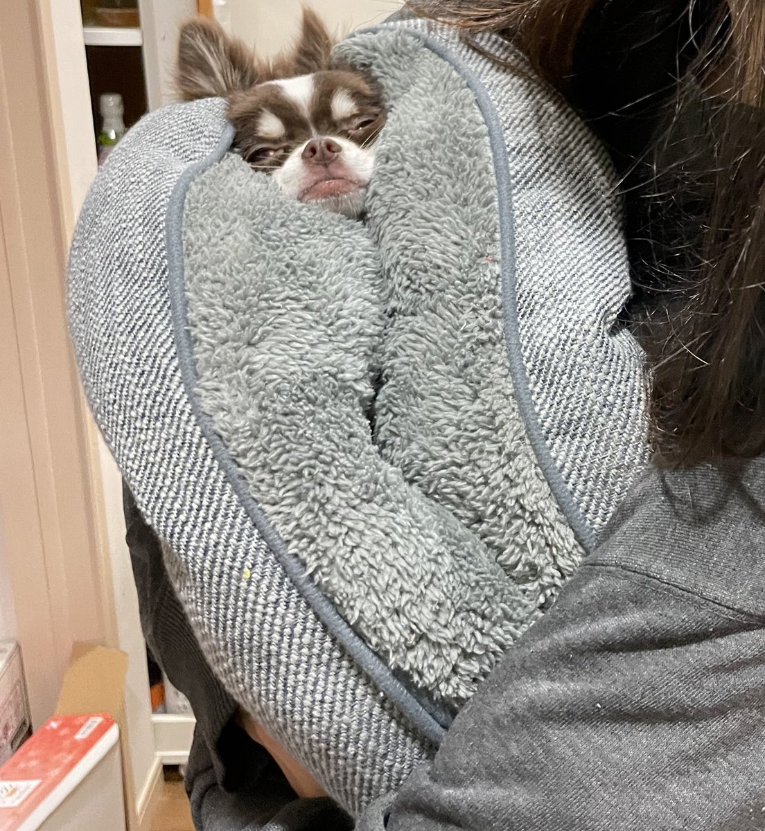 ssfmiyf's tweet photo. 子犬の頃は「寝るよ」と言っても逃げ回って捕まえられないのでクッションの上で落ち着いた所をこういう感じで捕獲され運ばれてた犬
全てを諦めた表情がかなりいい https://t.co/CK4OKMfCC0