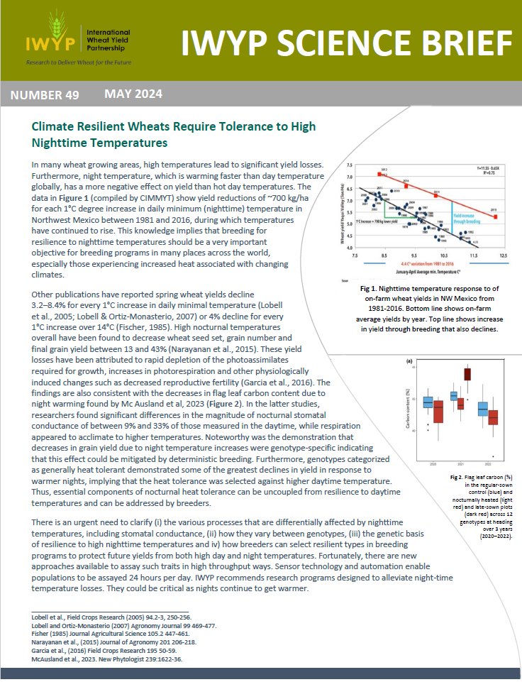 The May 2024 <a href="/IWYP_wheat/">IWYP</a> Science Brief is available! 
This Brief discusses the effect of high nighttime temperatures on wheat yield.

Find all IWYP Science Briefs here: iwyp.org/iwyp-science-b…