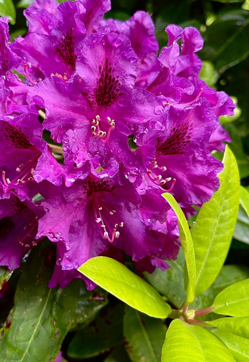 Morning All. Rain bejewelled rhododendron for you today, for a proper splash of enlivening colour to perk us all up. Hazy sunshine too. Hurrah! @keeper_of_books #rhododendrum