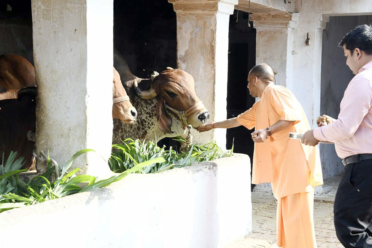 गोरक्षपीठाधीश्वर, महंत श्री @myogiadityanath जी महाराज ने आज जनपद बलरामपुर में तुलसीपुर स्थित आदिशक्ति माँ पाटेश्वरी देवी शक्तिपीठ में दर्शन-पूजन कर जगज्जननी माँ भगवती से लोक-कल्याण की कामना की। महाराज जी ने गोशाला में गोवंशों को गुड़ भी खिलाया।