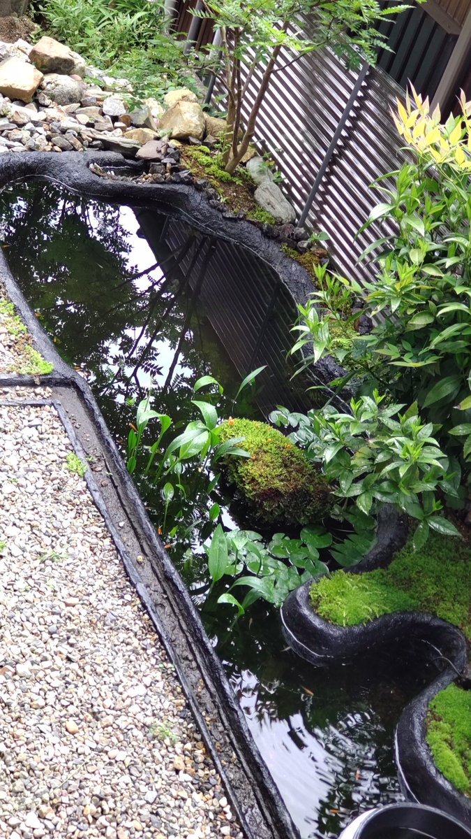 EbX9o's tweet photo. めだか池に新しいお客様です。多分ゲンゴロウの仲間だと思いますが？ https://t.co/6By9F4D4x7