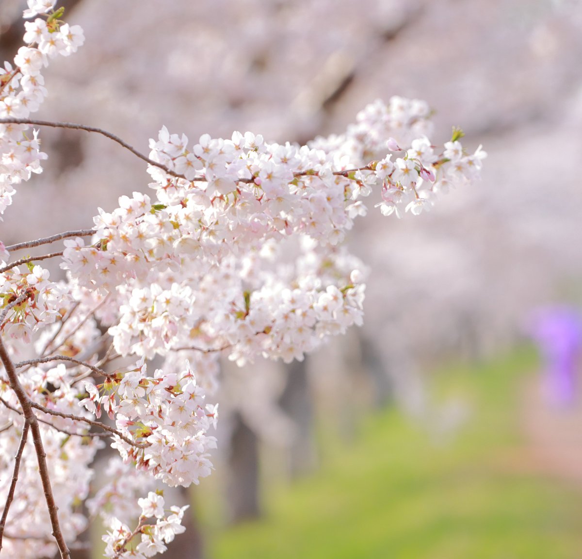 SPICE-北海道後志サブカルサークル- tweet media