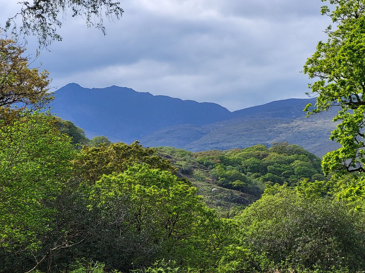 Over the last 5 years, Killarney NP culled:

● 501 reds: Ireland's ONLY herd of rare native deer
● 461 sika: a non-native, invasive, + highly abundant species
● 0 goats: a non-native, invasive, + highly abundant species

Like, just *what* is the thinking?
Is there any??