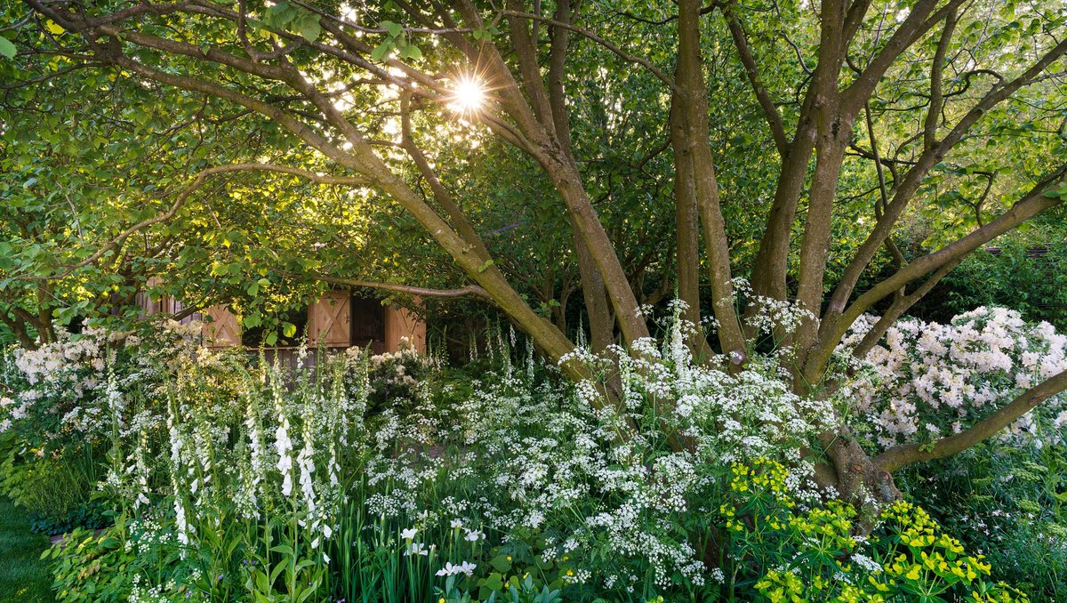 NGSOpenGardens's tweet image. There's still time to vote for the National Garden Scheme Garden in this year's People's Choice Award at #RHSChelsea2024
⁠
Follow the link below to see all the gardens &amp;amp; cast your vote (for us!) before 7pm Thu 23 May.⁠
👉️ bit.ly/BBCPeoplesChoi…

#RHSChelsea #PeoplesChoice