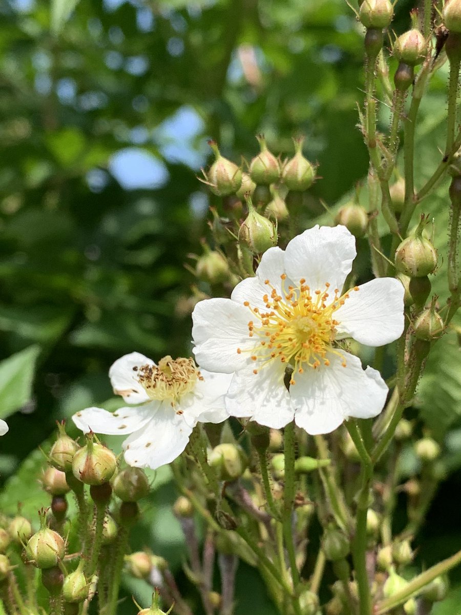 白あやめ満開
野茨は咲き始め
#庭の花