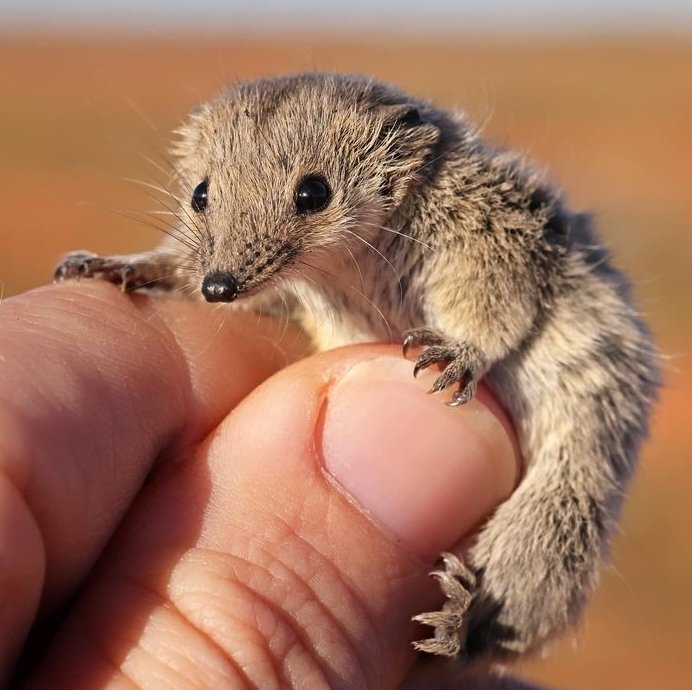 paucident planigale is a smol carnivorous marsupial