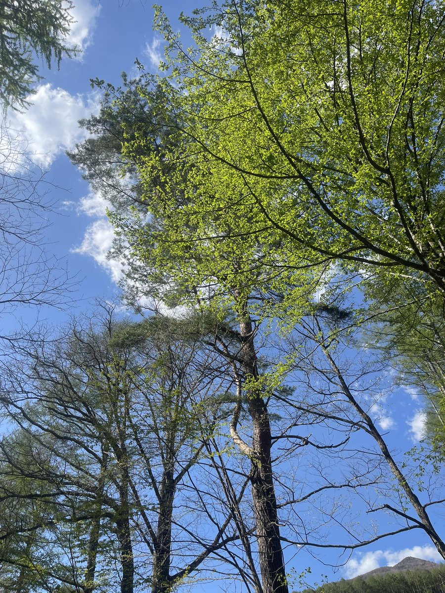 忍ばない忍者 / 武馬壱 (WuMa1) / SHINOBANAI。 tweet media