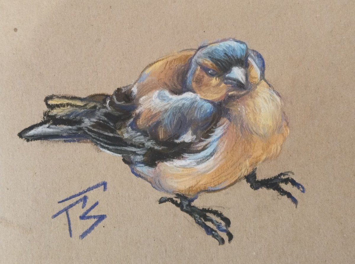#birdlovers #bird #birdart #illusrtation #birdwatching #myartwork #pastel
