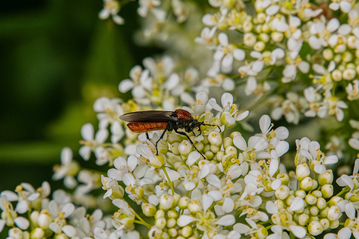 #XNaturePhotography #XNatureCommunity #TwitterNatureCommunity #TwitterNaturePhotography #NaturePhotography #NatureBeauty #photographycommunity #insects This one's for you and for #InsectThursday