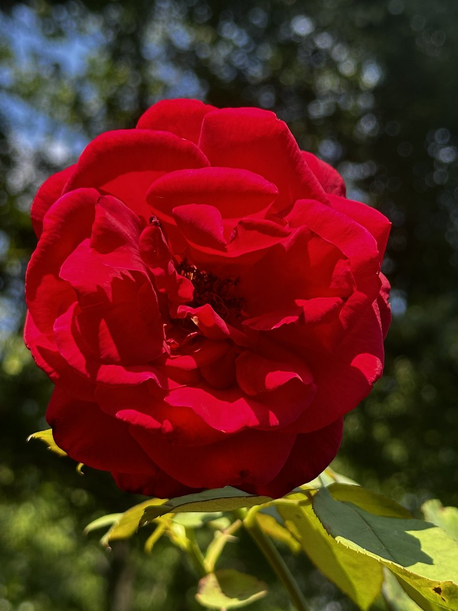 Happy Thursday everyone and share some kindness and positivity. #FlowersOnX #RoseADay #GardeningX #GoodMorningX