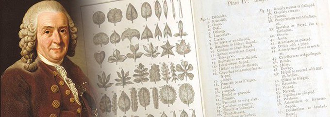 Born 317 years ago #Today, Carl Linnaeus was botanist, zoologist and creator of the modern system of naming organisms.