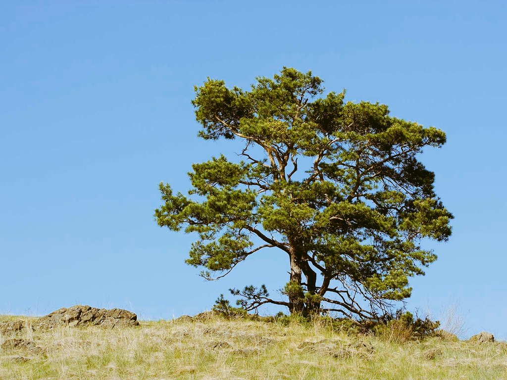 Druid Tree Lore

20. Scots Pine : used as a marker in the landscape, marking the burial places of warriors, heroes and chieftains; and a marker at the edge of meadows on which passing drovers and their herds could spend the night

#trees #history #folklore #druids