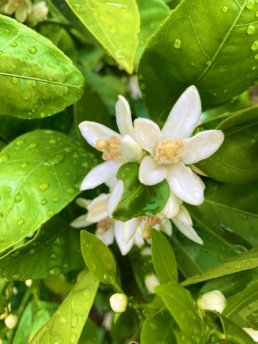 restaurant_mur2's tweet photo. こんにちは
快適な気温で眠気を堪えてます😴
先日みかんの花を摘んできました。瑞々しくていい香り

今年のねりコレ『グルメマップ』の冊子が届きました👏ミュールも載せていただいてます。ぜひー😊
#みかんの花 https://t.co/KnjZjI8b3l