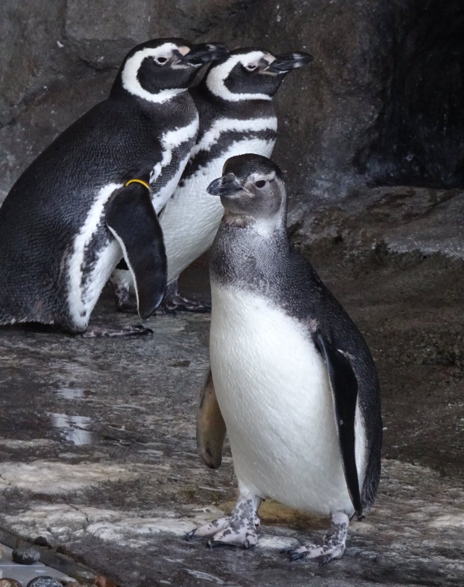 ㊗️スイちゃん🐧🎊
1歳のお誕生日おめでとう🎉
#しながわ水族館
#マゼランペンギン