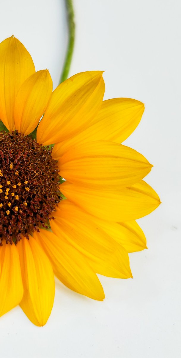 iammuddii's tweet photo. Sun flower...
.
.
.
.
#sunflower #shotonOnePlus #hasselblad #mobilephotography #lightroom #yellow #flowers #streetphotography #dawndotcom #lahore #shotonOnePlus @oneplus https://t.co/kjLWDPWL8u