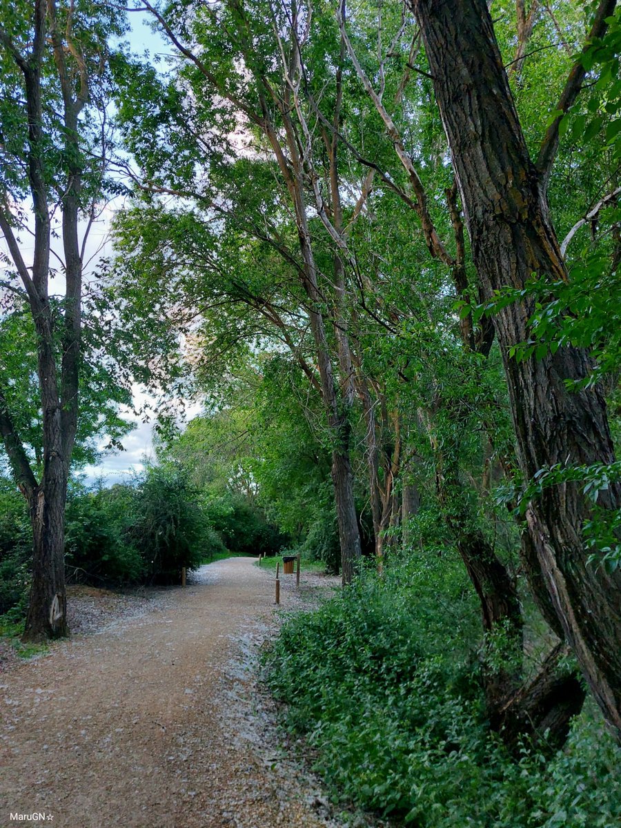 'La felicidad no se encuentra al final del camino, sino a lo largo de él'. John F. Kennedy #quotes #quoteoftheday #NatureTherapy #nature #NaturePhotography #trees #TreeClub #treepeople #photography #fotografía #StormHour #ThePhotoHour #hacerfotos