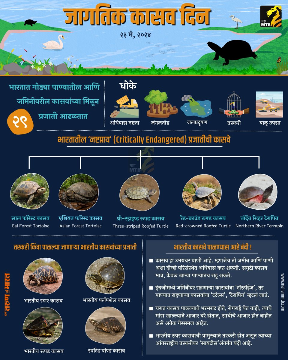 World Sea Turtle Day🐢 @ranjeetnature @TamhiniGhat @tweetsvirat @TSAINDIAPROG @IndianItcan @singh_sonu @Prateik_more @shardulbajikar @rinkitagurav @ben_ifs @Mani_ifs @SloganMurugan