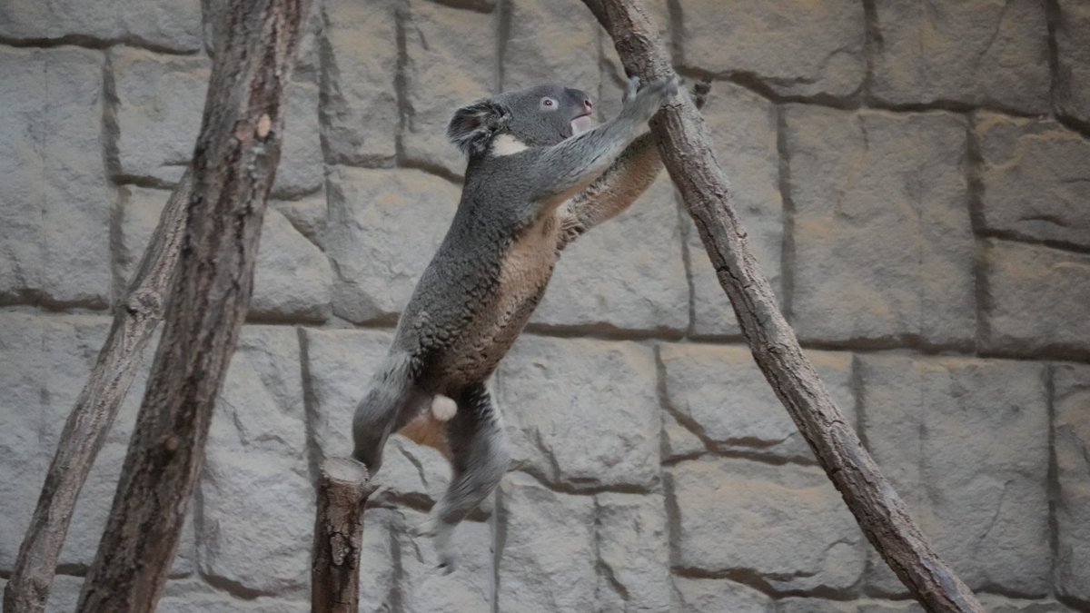 自分の船に置いてかれそうになった船頭さん。
#だいふく #コアラ #東山動植物園