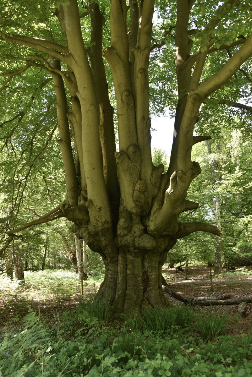 Find out what’s new in #EppingForest with the latest edition of Forest Focus, our digital newsletter: bit.ly/44V0mOz Get this free publication mailed straight to your inbox every month! Subscribe here: bit.ly/3QSIGNN #EppingForestSpring24 #CityOfLondon