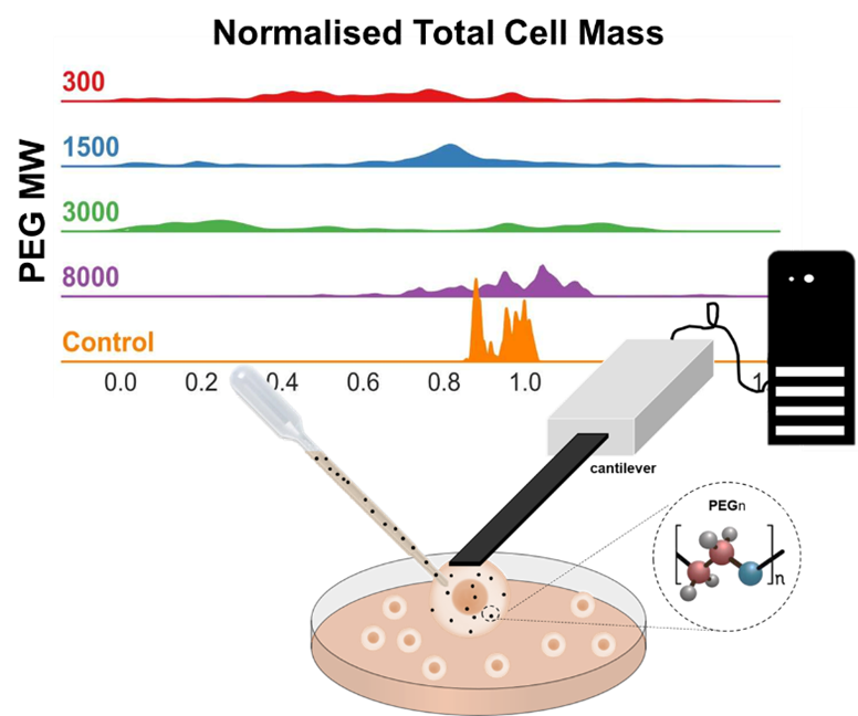 NanosurfAFM's tweet photo. Discover how Federico Colombo and colleagues measured the mass of individual cells. Read more about their publication and find out why Nanosurf is a brand that researchers can confidently recommend for AFM solutions.
#bio #cell #AFM #articlehighlight
https://t.co/CmXpnwag8L https://t.co/BQm8XPXI0t
