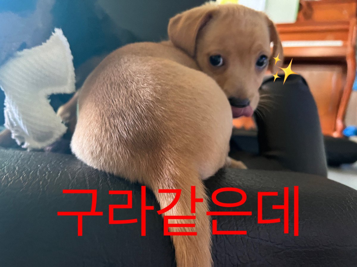 부릉 tweet media