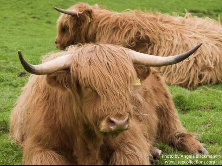 So excited to spot these beautiful cows and capture some new reference images recently… I can feel a new vase coming on 🤔 Here’s one I prepared earlier iseecollections.com/product/highla… #earlybiz #HighlandCow #cow #shopindie