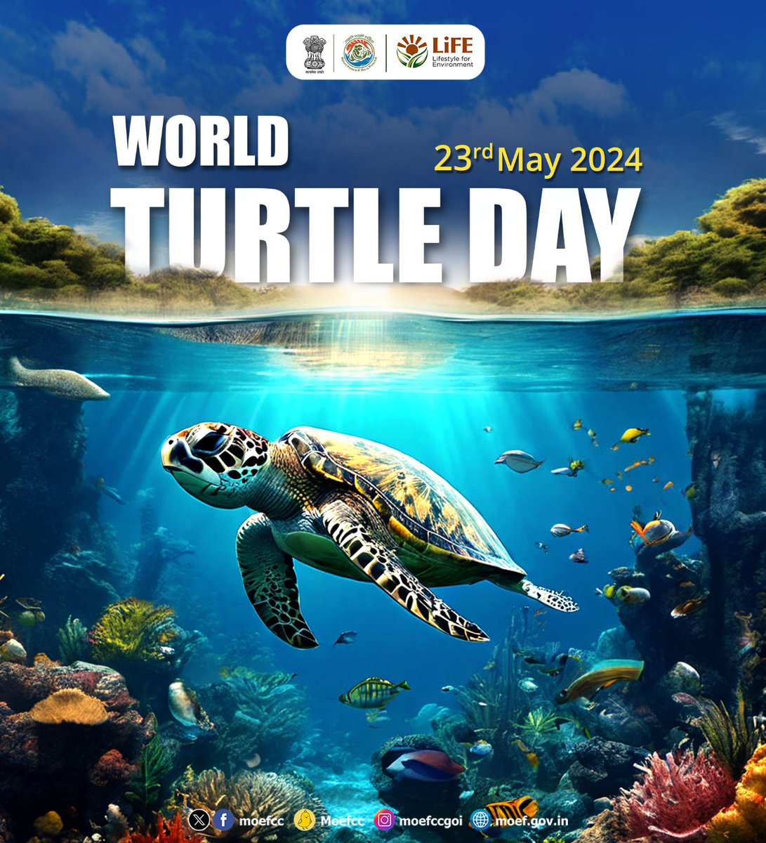 #Turtles play a vital role in maintaining a healthy ecosystem. On #WorldTurtleDay, let's commit to safeguarding them and securing their survival. 🐢🌍