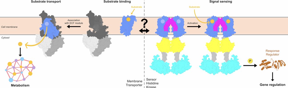Bacterial S-components have crossed the border between transporters and receptors doi.org/10.1038/s42003… Congratulations to Michele on finding this unexpected "transceptor" link