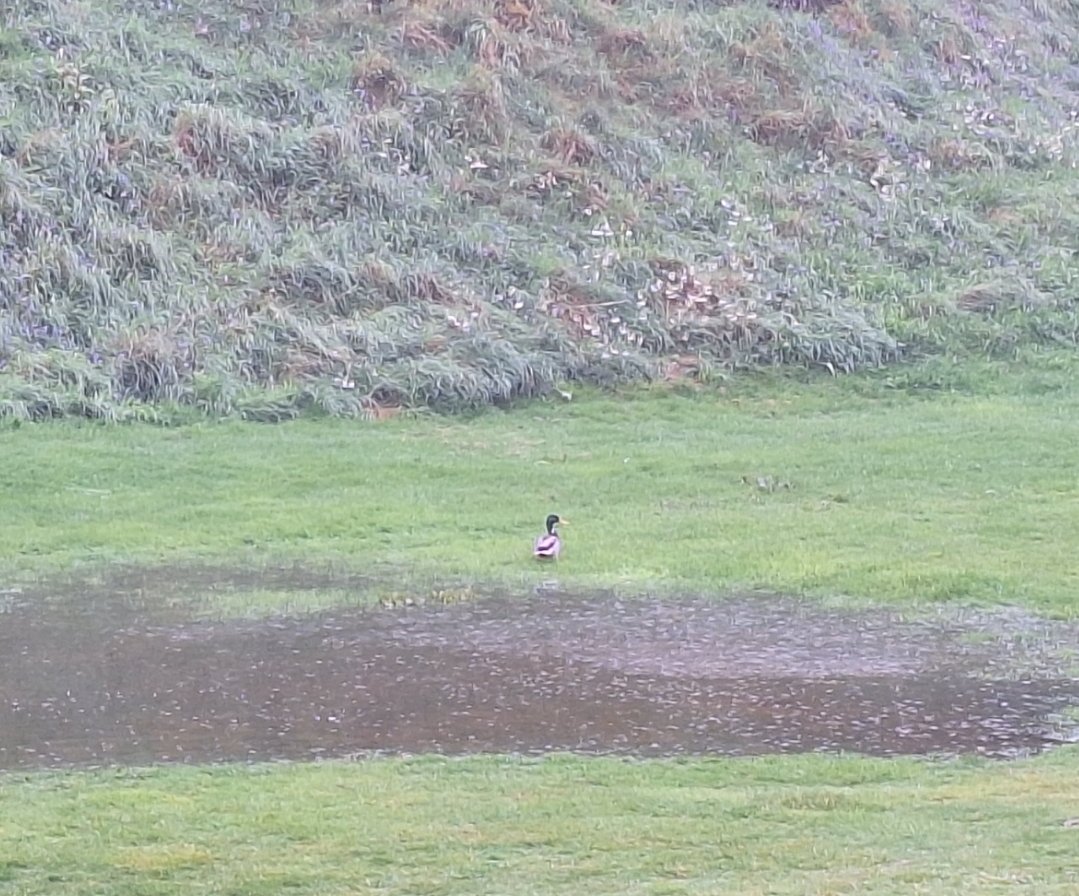 dodger1874's tweet image. With over 40mm fell overnight and the yellow warning in place until 6pm the course is unfortunately closed