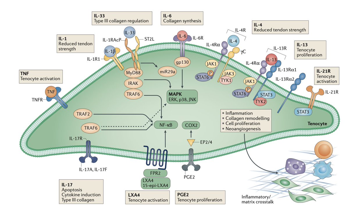 Tendinopathy is often seen as a degenerative issue that doesn't involve inflammatory processes &amp; sparks controversy 

However, there seem to be a bunch of different processes occurring

"Inflammatory mechanisms in tendinopathy – towards translation"

nature.com/articles/nrrhe…