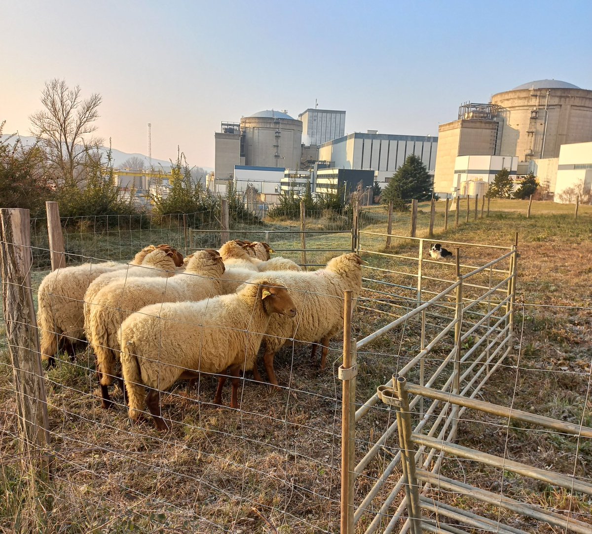 Depuis 2017, la centrale #EDFBugey pratique l’#ecopaturage pour entretenir les abords du site avec une trentaine de moutons solognots 🐑 et des ânes bourbonnais 🫏, gérés par notre partenaire @TeridealFrance. 
#FêtedelaNature #DLDAout