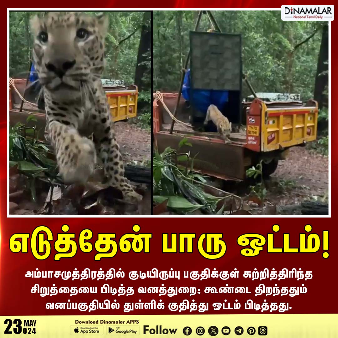 எடுத்தேன் பாரு ஓட்டம்!
#leopard | #leaptofreedom | #TNforest | #wildferescue
dinmalar.com