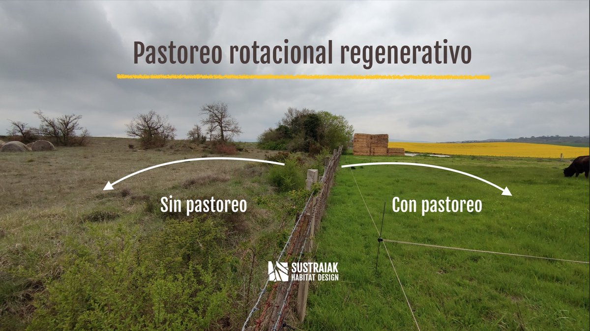 Bien clarito. Cuando la ganadería se maneja de manera adecuada es impresionante la capacidad de regenerar suelos que ofrece. #GanaderíaRegenerativa #Agroecología