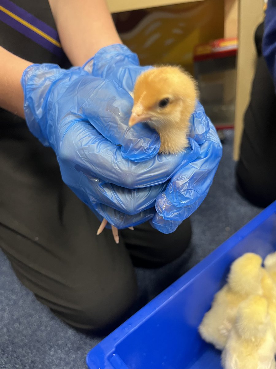 A big thank you to @WatertonNJA for letting Miss Murthick and Evan in Y7 visit to see their chicks yesterday… along with a transition update of course! 

#Y6Transition #WorkingClosely #MoreFurryFriends