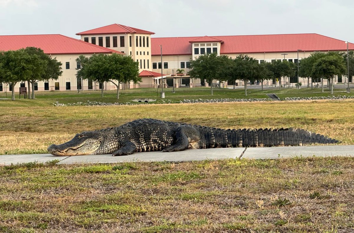 Ins1der_News's tweet image. A 12-foot alligator has made its way onto a Florida air base, as reported by FOX

This massive reptile has entered MacDill Air Force Base in Tampa, Florida, twice within a month.

During its initial appearance three weeks ago, staff from the Florida Fish and Wildlife Conservation…