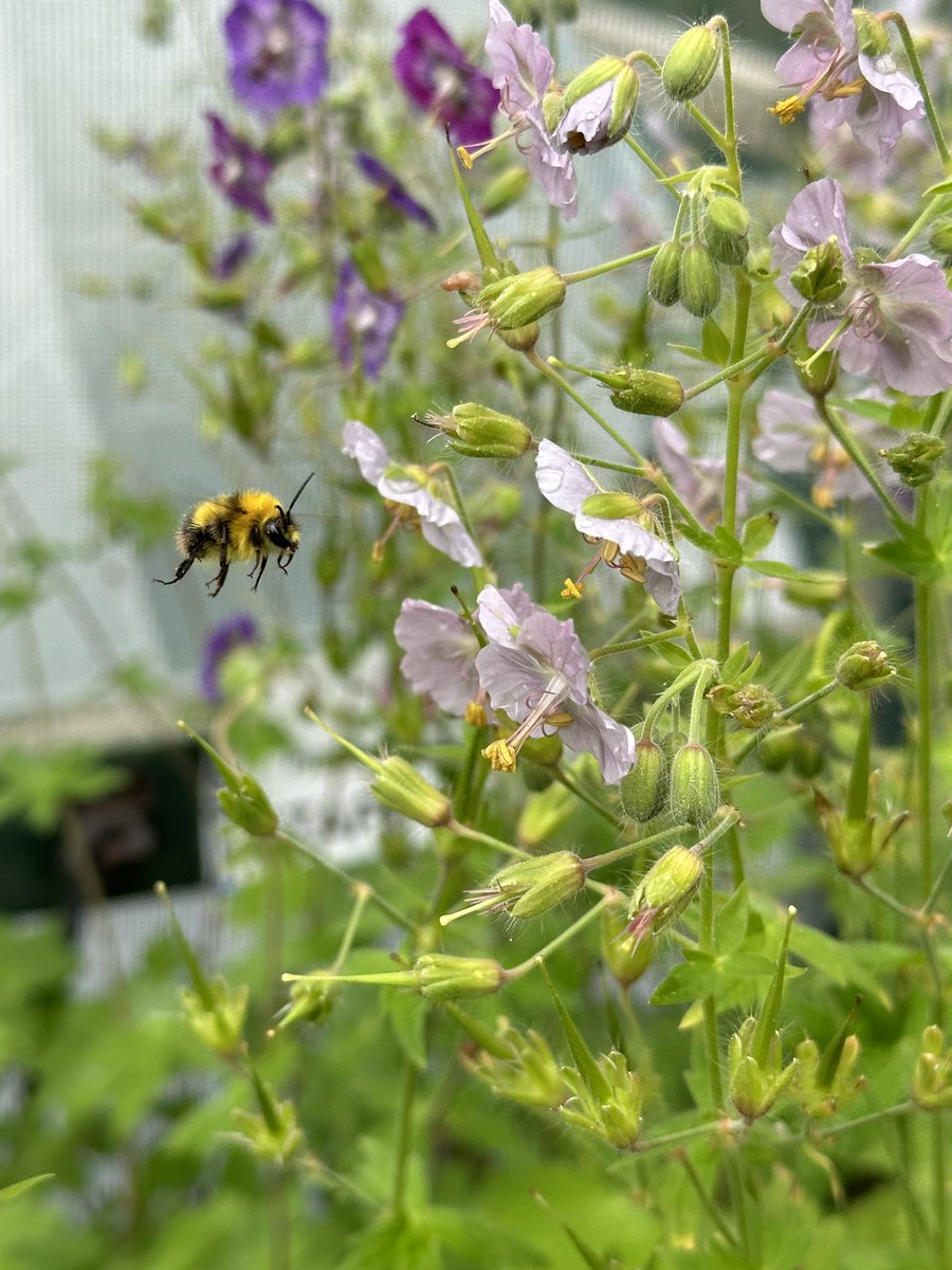 A flying visit from quality control between showers, all is good they are very pleased they are 100% peatfree! 😉 #geraniumphaeum #qualitycontrol #flyingvisit #peatfree #bumblebee #pollinators #flowerpower #wildlifephotography #lincolnshire #seagatenurseries