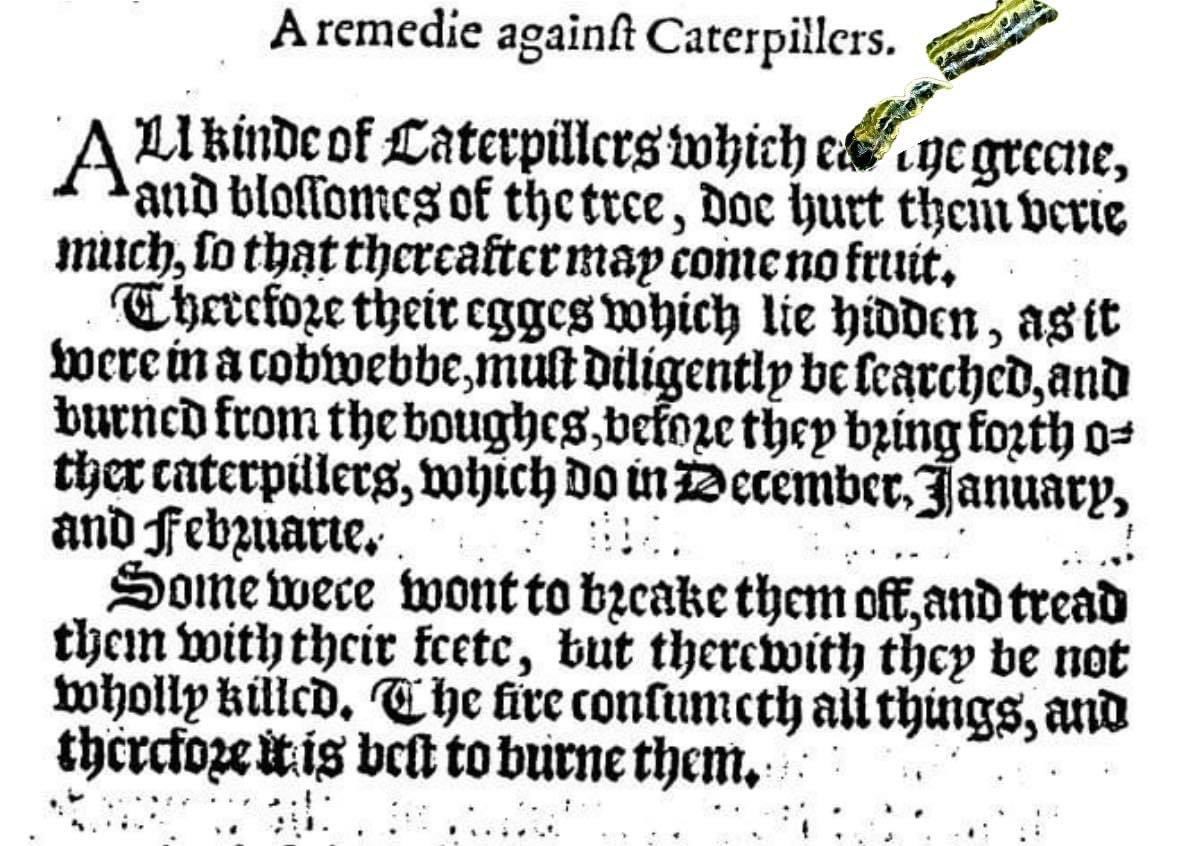 In 1594 caterpillars, potentially able to destroy a whole fruit harvest for a year, were not appreciated for their beauty or part of nature’s diversity. Different attitude when your vital food supply is at stake. #TudorGardenInYourBackyard