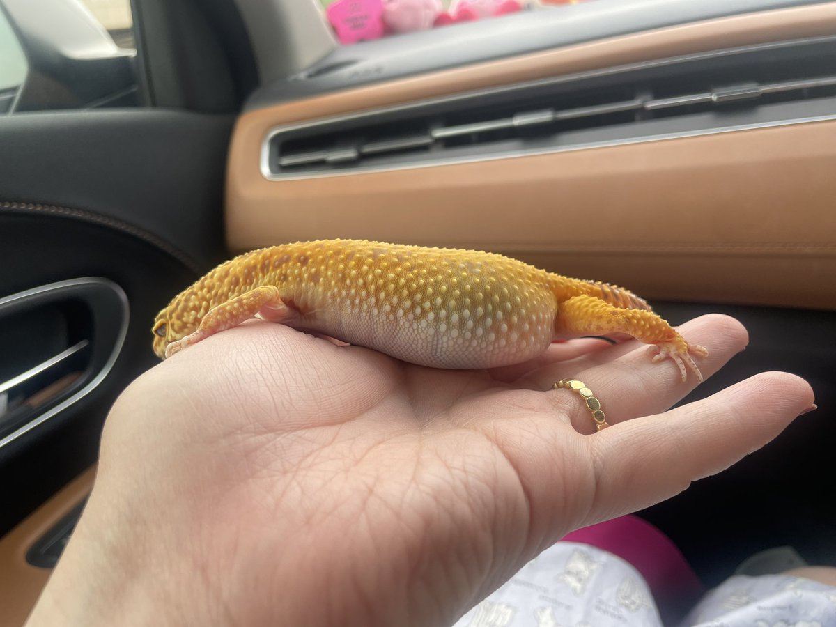 ringonbohachu's tweet photo. レオパ、お腹が以上に膨らんでる💦
お医者さんやってなかった😭😭
裏側前までこんな黒くなかった気がする、、 https://t.co/ZKiPM70CrC