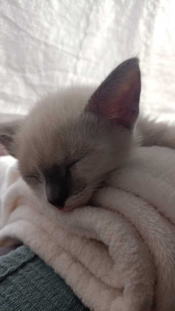 PidoCosorro's tweet photo. Esta cosita tan pequeña me ha robado el corazón 🥰 https://t.co/lmcsn8r9Jb