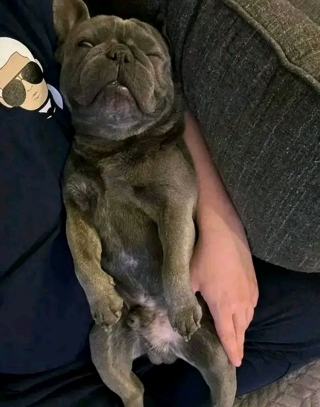 FrenchBulldog72's tweet photo. I am very sick 🤒🤕 everyone pray for me 🙏🏽 https://t.co/8d12ejN9nA