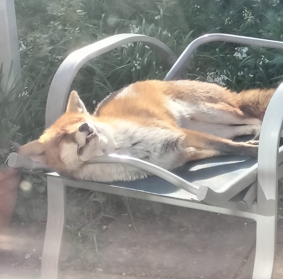 Keeping things comfy . A relaxed #FoxOfTheDay from @talloaksfrom on Twitter