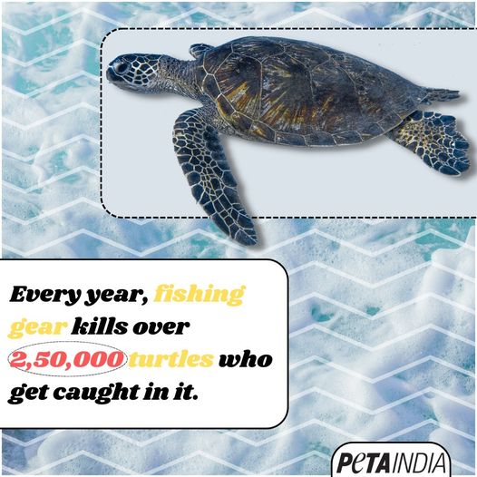 Non-target animals killed by fishing gear, referred to as “bycatch” by the fishing industry, include 7,20,000 seabirds, 3,00,000 whales and dolphins, 3,45,000 seals and sea lions, and 100 million sharks and rays each year. 
#WorldTurtleDay