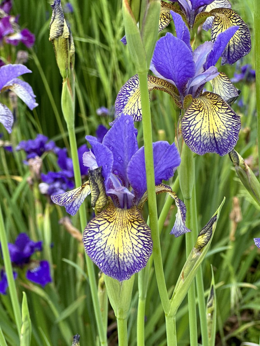 Iris sibirica ‘Banish Misfortune’ doing its thing, it’s a strong grower and flowers well above the foliage! #irissibirica #siberianiris #banishmisfortune #blueflowers #hardyplants #peatfree #irises #gardenplants #irislove