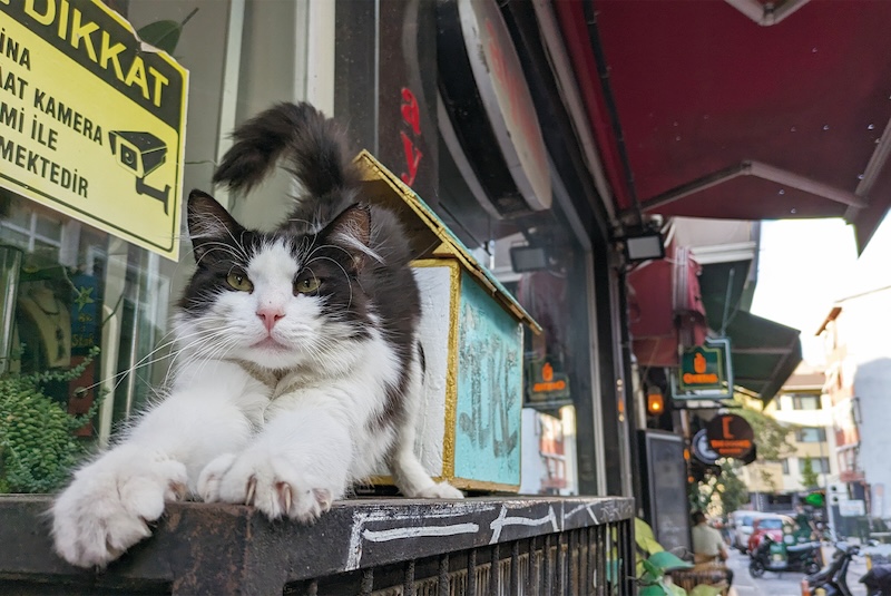 いたるところに猫、猫、猫！　”猫の楽園”イスタンブールで暮らすストレスフリーなにゃんこたちの姿 8760.news-postseven.com/113696 #ハチナナロクマル #猫の都イスタンブールに住んでみた #動物のかわいい写真