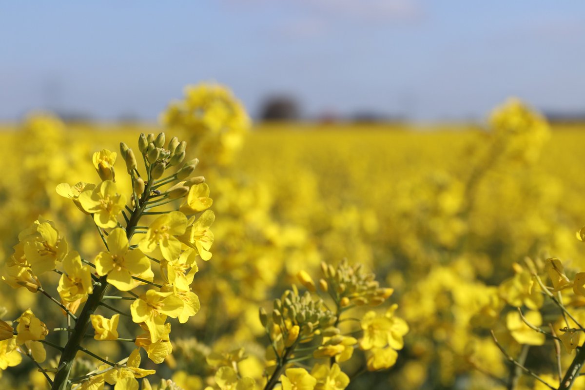 Hoe bescherm je je gewassen tegen schade van ritnaalden? Met de juiste keuzes in het bouwplan. Bekijk onze video en kom naar de koolzaaddag op 6 juni in Zuidwolde lgseeds.nl/news/post/ritn… #akker #koolzaad #oogst2024