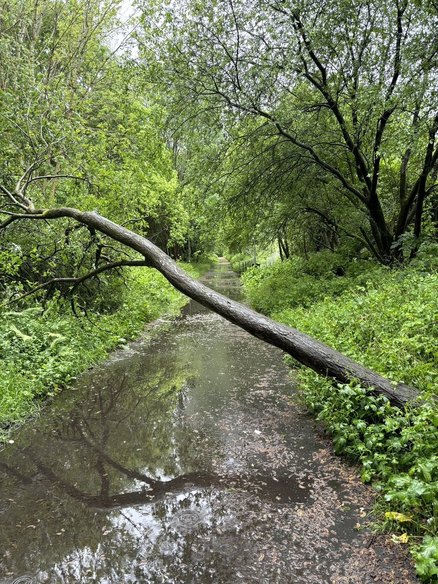 stuarcher's tweet photo. @BuryCouncil This tree has come down on the old railway line near Elton Reservoir https://t.co/pqAPHuF22n