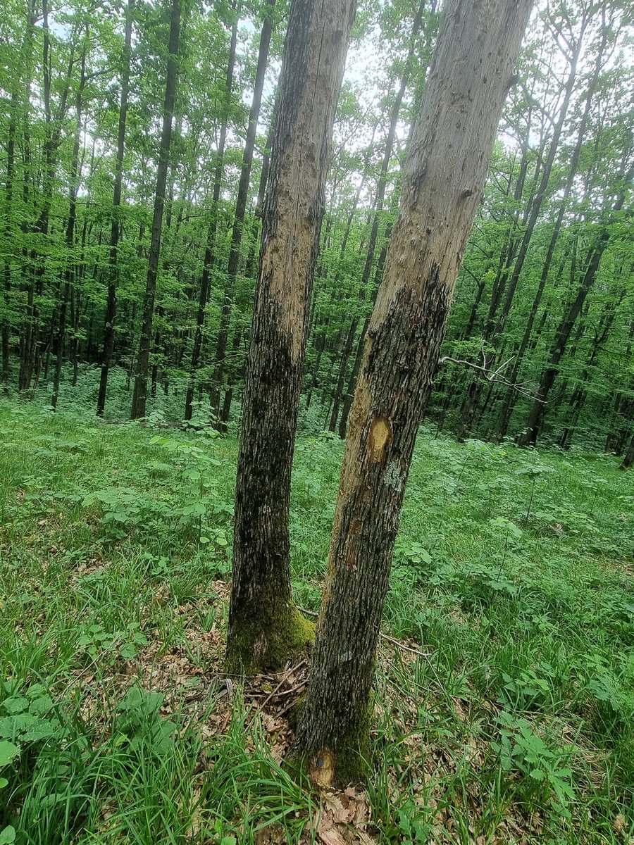 RNP_Romsilva's tweet photo. În special în partea sudică a arealului, în păduri administrate de Ocolul Silvic Sturzeni, pe fondul secetei prelungite, a stresului termic natural ce au favorizat și atacuri de inscte și ciuperci, silvicultorii dâmbovițeni au constatat o uscare anormală a gorunului.
 #dryout https://t.co/0urNHKDPbG