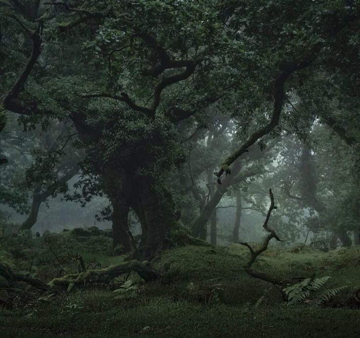 elemmiressoul's tweet photo. gloomy forest. https://t.co/LCWPbTGFsQ