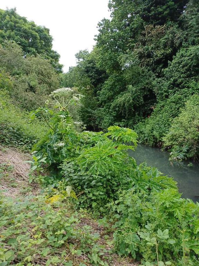 Our Contractors have been treating the highly invasive Giant Hogweed, which can reach heights of up to 5 metres. We have a statutory duty to spray this plant as it can cause burns to skin #INNSweek

👉Please don't touch it & let us know if you spot any  ow.ly/7sOl50HuBa8